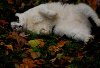 I stopped rolling in the leaves so you can scratch my belly.