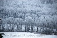 Frosted Trees
