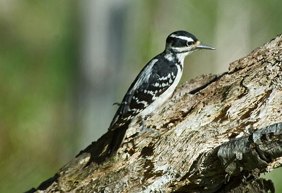 female-woodpecker