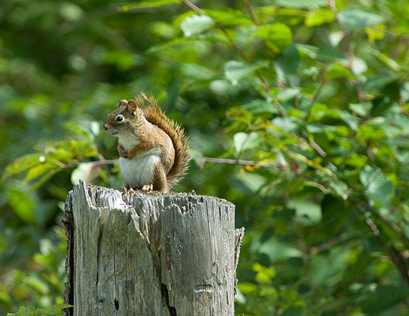 fat red squirrel