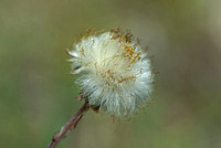 coltsfoot seed