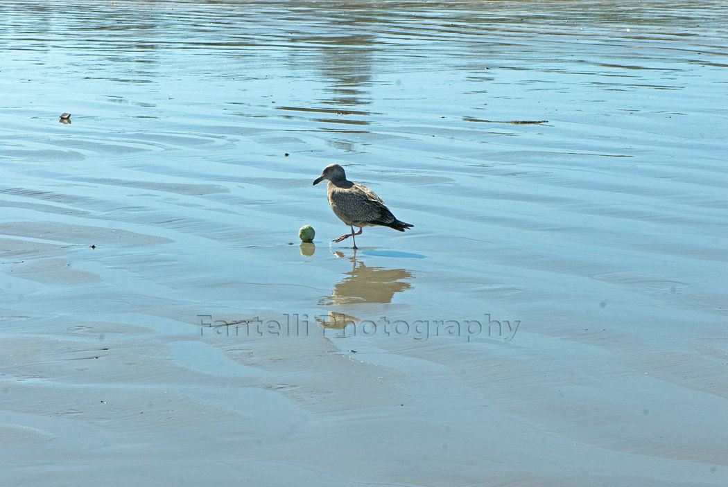 seagull with ball