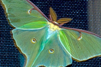 Luna moth on screen