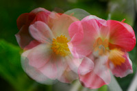 Multiple exposure Begonias