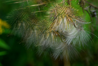 multiple exposure seed pod