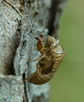bug shell on tree