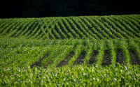 early-July-cornfield