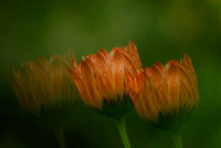 Multi Exposure Calendula