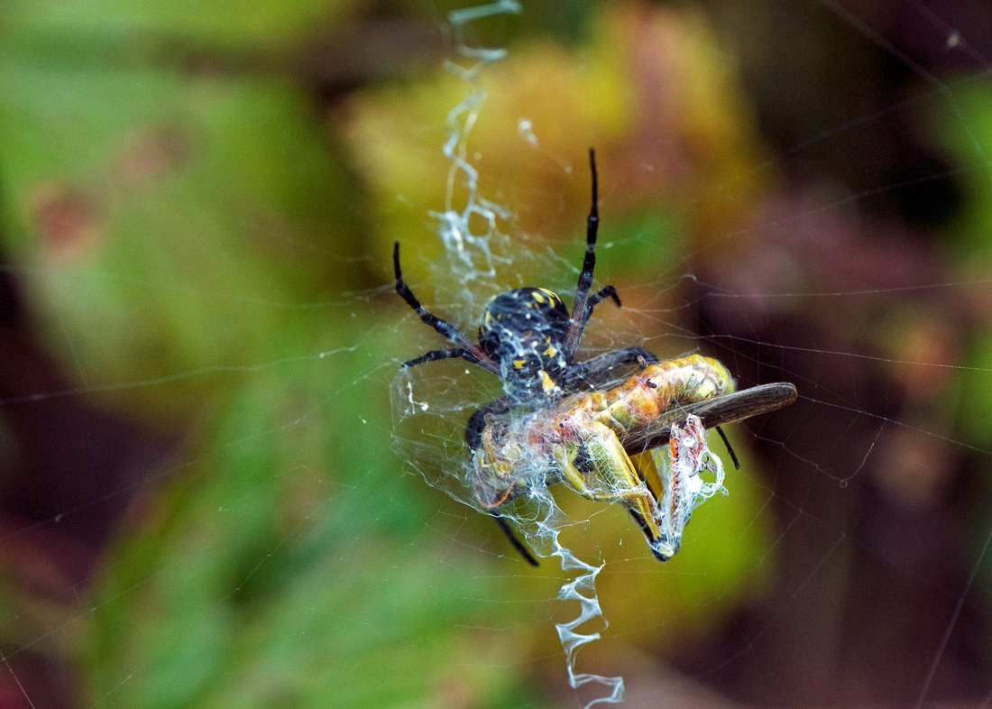 Spider with Grasshopper