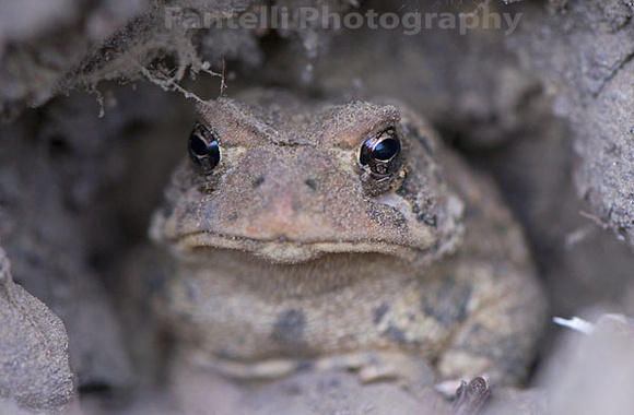 upclose-toad