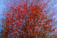 Red tree