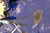 dandelion-reflection
