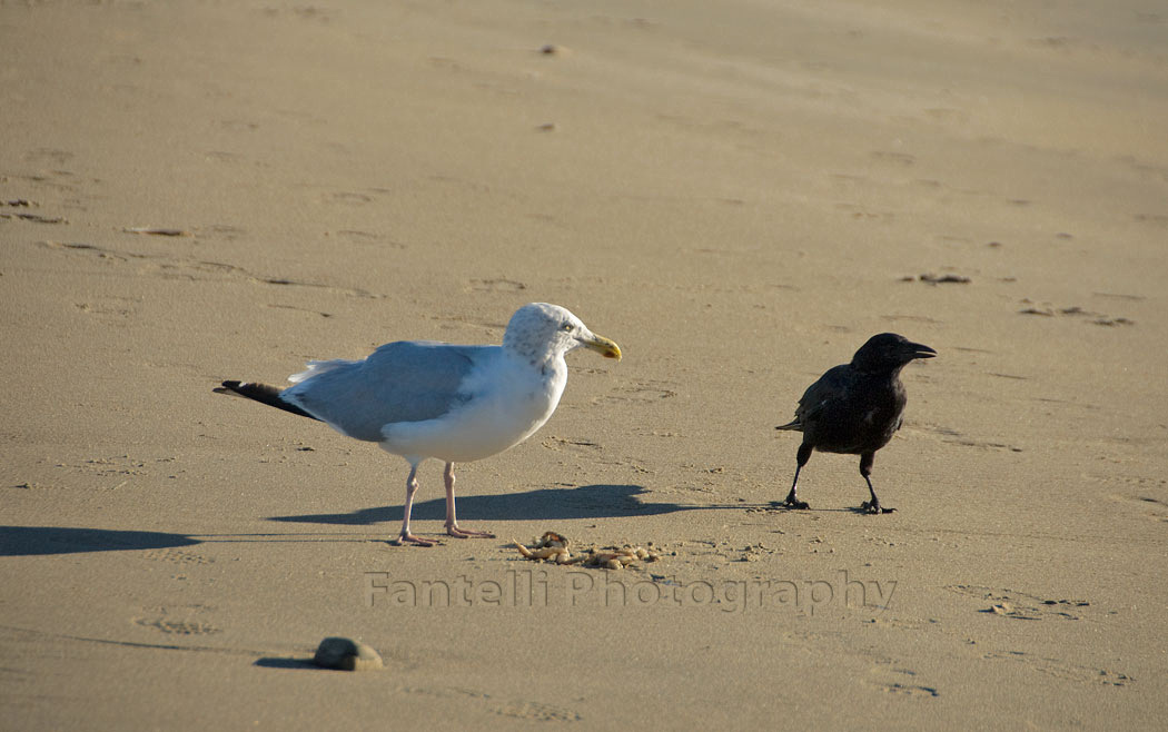 gull and crow 2