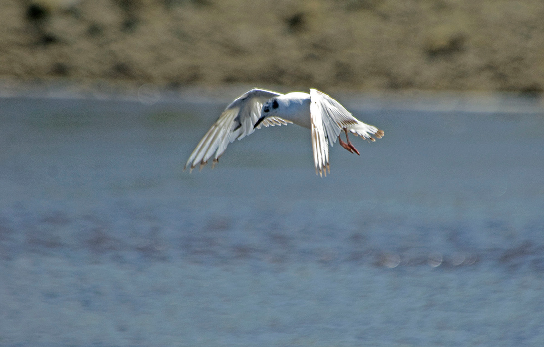 Going for a Dive!